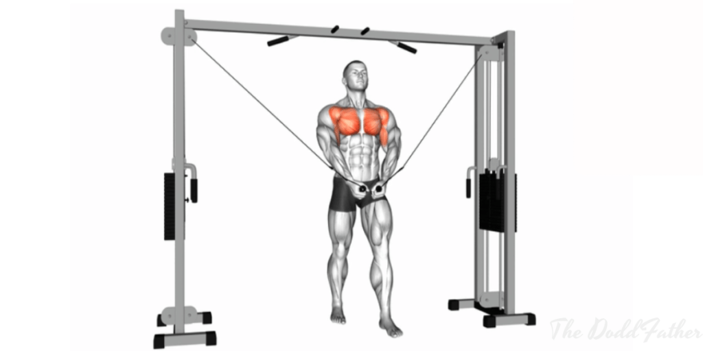 cable crossover bottom position