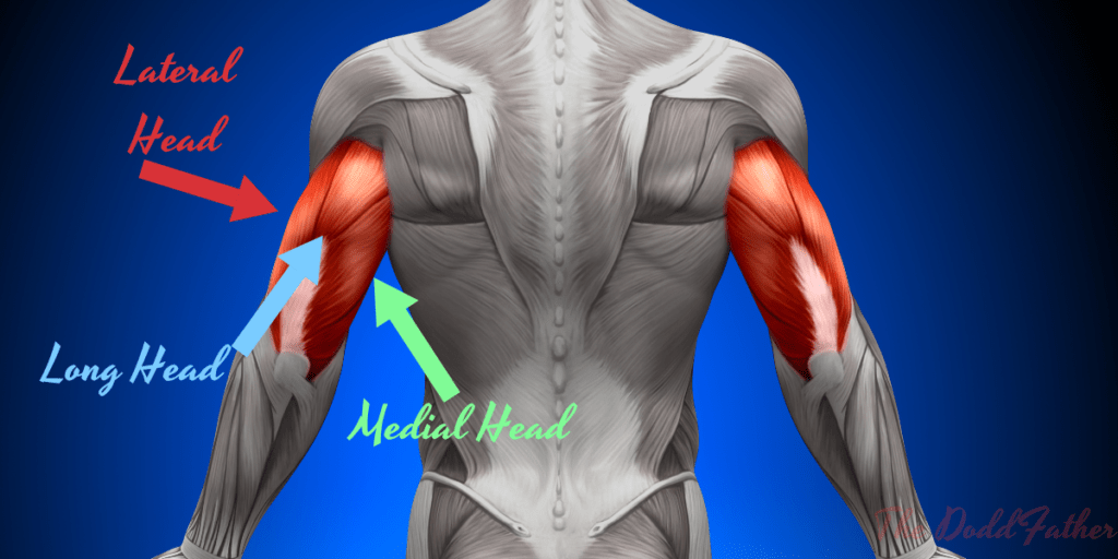 Doddfather tricep anatomy