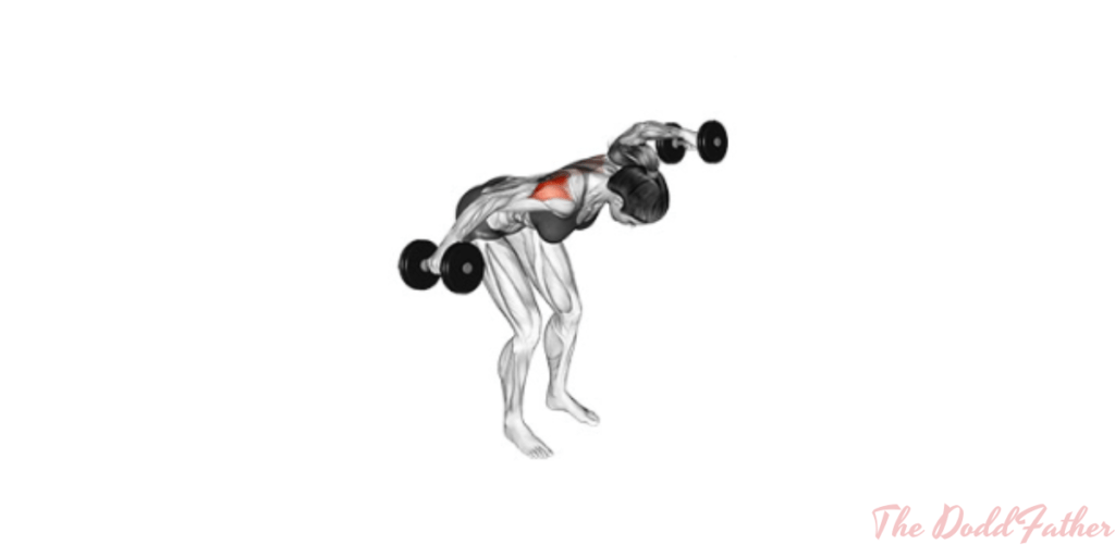 doddfather rear delt fly ending position