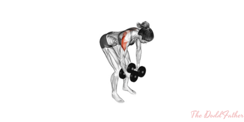 doddfather rear delt fly beginning position